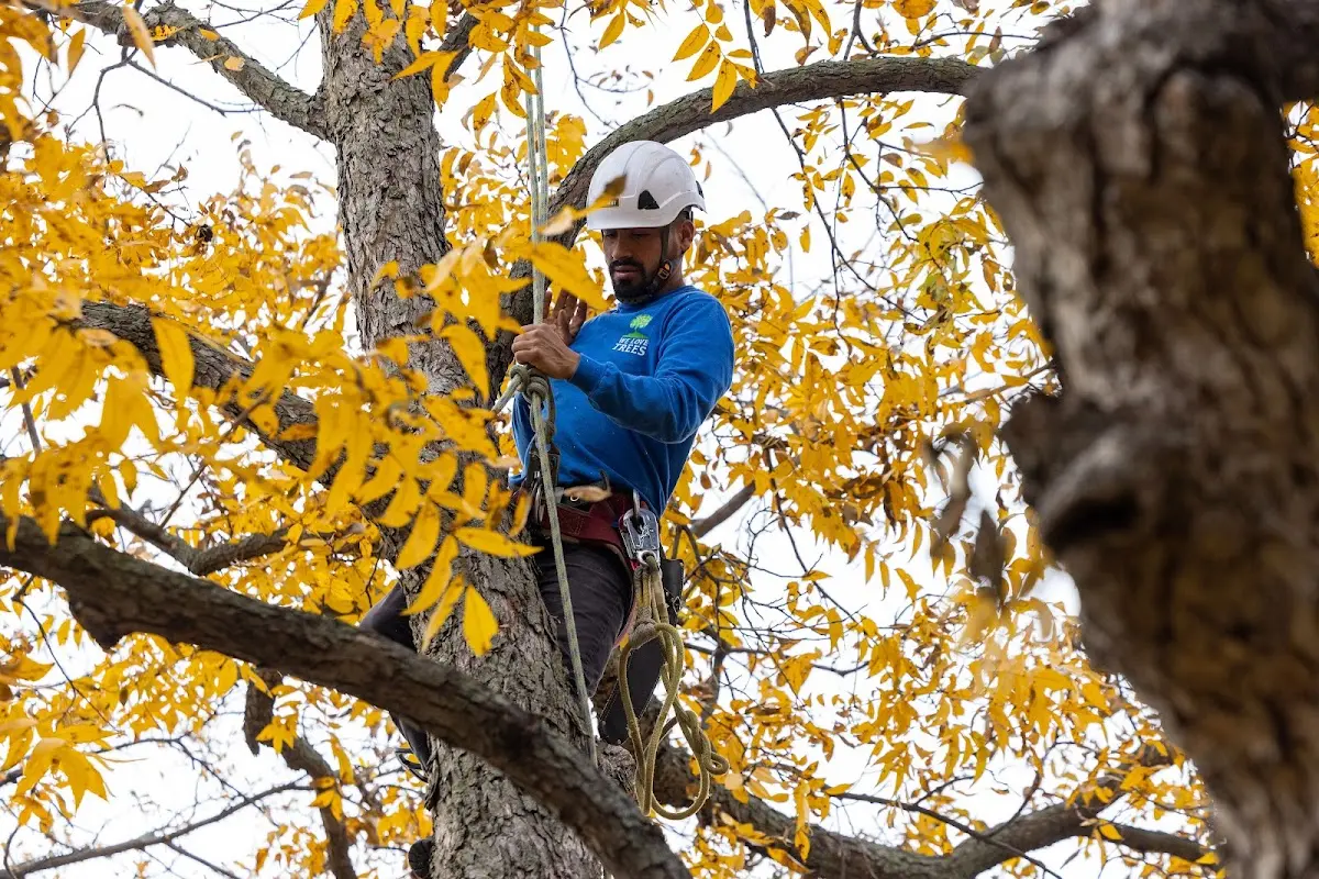 Skilled Tree Planing crew working in Pocomoke City